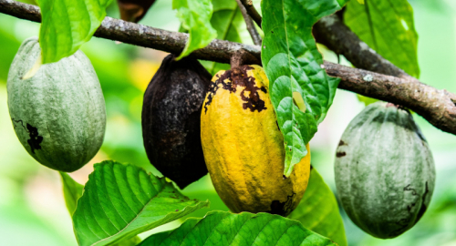 Il Lato Oscuro del Cioccolato: Una Storia di Sfruttamento e Ineguaglianza